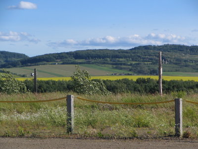 Canola fields