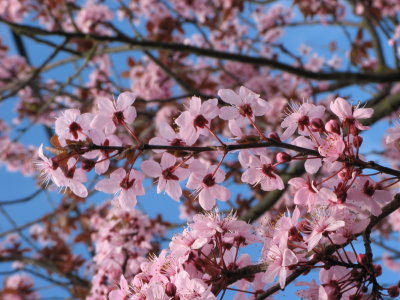 Cherry blossoms of spring