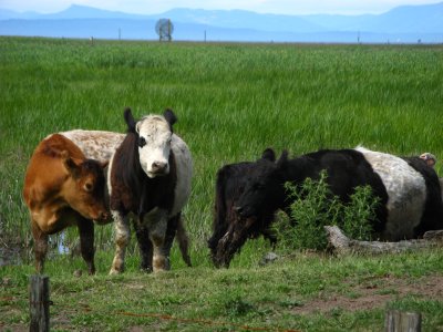 Free range cows? steers? Anyhow, they are funny looking...