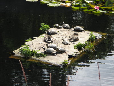 Turtles & ducks