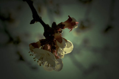 apricot blossom