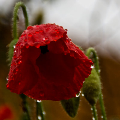 poppies 1 sur 1.jpg