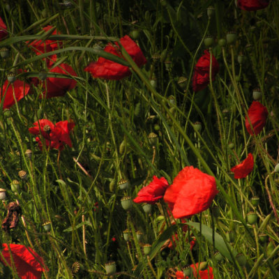 in a poppy world