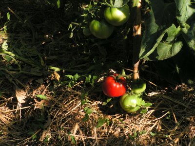 tomatoes