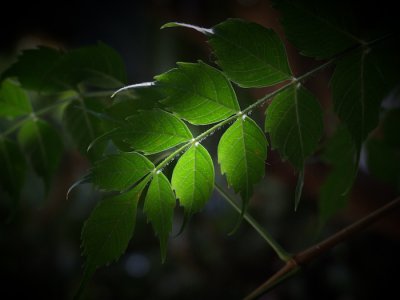 leaves