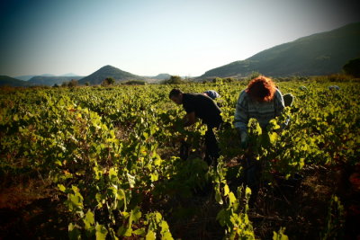 grape harvest by hand