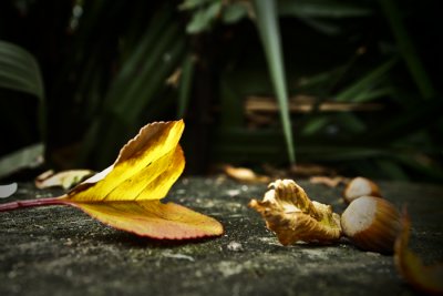glowing autumn