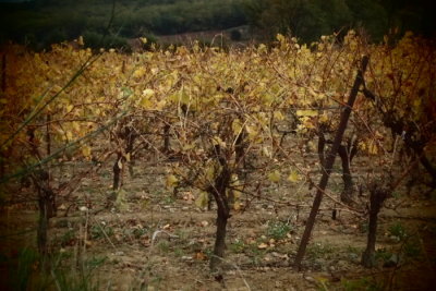 in the vineyard
