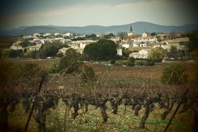 in the vineyard
