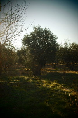 in the olive-grove