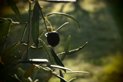 ripe
