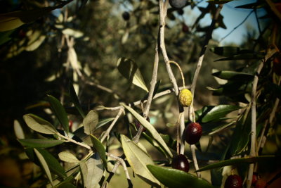 ripe olives