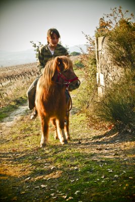 Choubidou, the poney