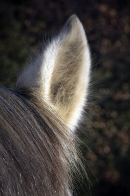 detail