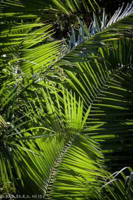 through the palm tree