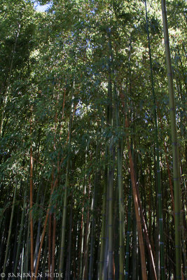 Bamboo