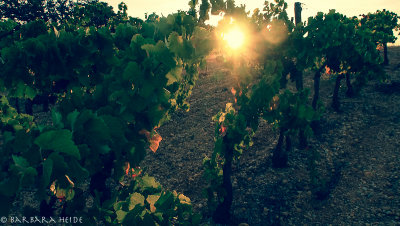 grape-picking