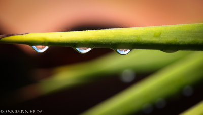 after the rain...