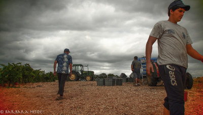 Grape Harvest 