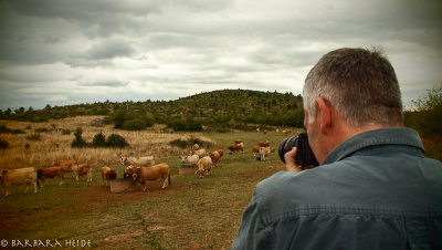 John shooting the cows (breed: Aubrac)