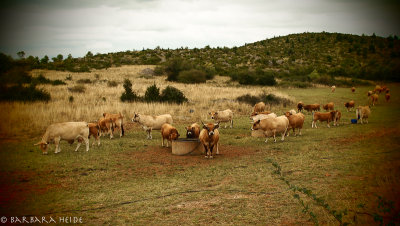 cows (breed: Aubrac)