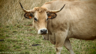 cows (breed: Aubrac)