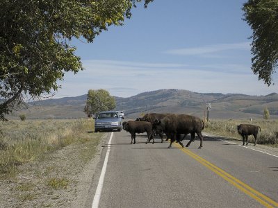 Bison Crossing Antelope Flats