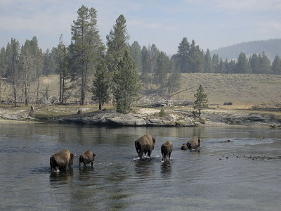 Bison Crossing Yellowstone River