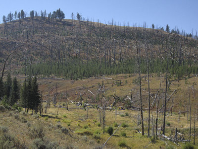 Hillside Recovering from the 1988 fires