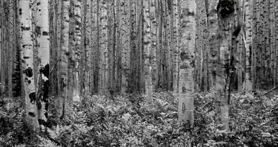Aspens