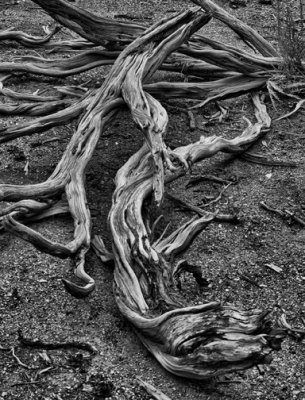 Old Tree