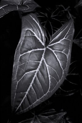 House Plant