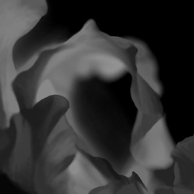 Gladiolus Macro
