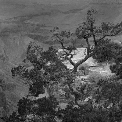 North Rim GCNP