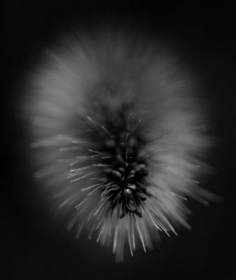 Grass
