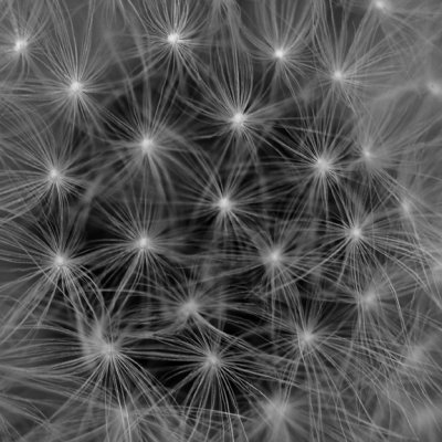 Dandilion