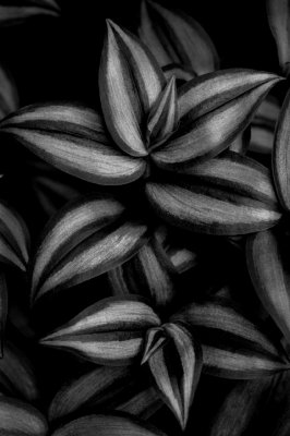 Tradescantia Zebrina