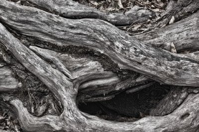 Twisted Roots
