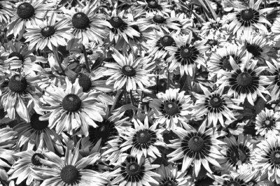 Black Eyed Susan