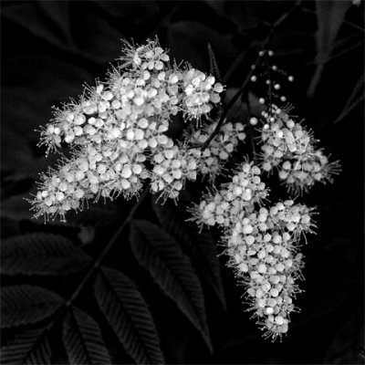 Blossoms