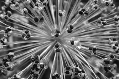 Seeds