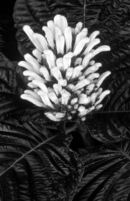Tropical Plant