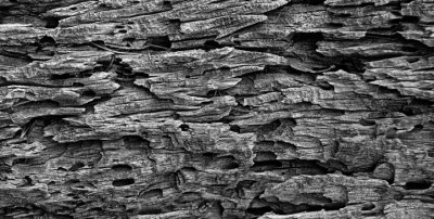 Tree Bark