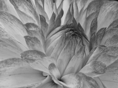 Dahlia