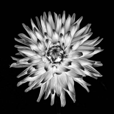 Dahlia