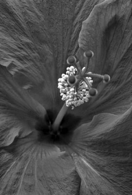 Hibiscus