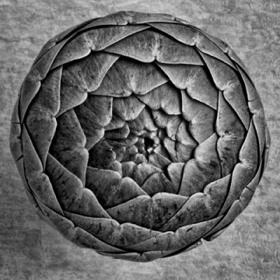 Artichoke
