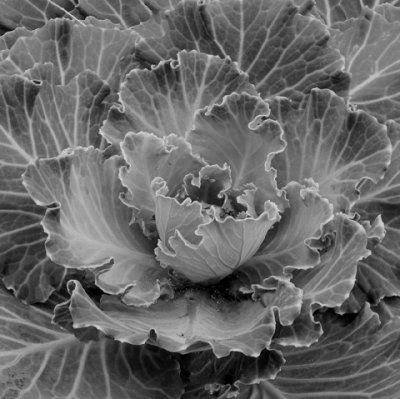 Cabbage