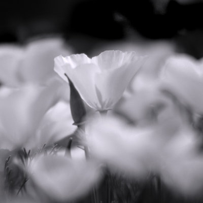 Poppy