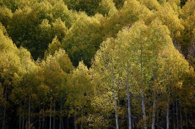 Aspens